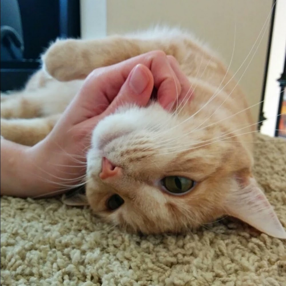 Meet your Posher, Deborah